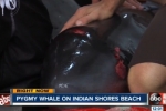 ABC News: Beached pygmy sperm whale on Indian Shores likely bitten by shark