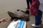 Woman Flips Out Over Eagle Ray Catch ( Video )