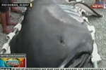 GMA News: 66th Megamouth shark caught in Philippines