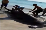 14 ft Hammerhead shark caught in Brazil – Jan 2015