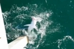 Video: 700 lbs Mako shark reeled in off Navarre Beach Fishing Pier, Florida