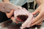 Australian Museum shows off rare Goblin shark