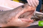 Dead Great white shark ‘starring’ in TV Show in Greece