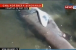 Philippines: Rare megamouth shark surfaces in CDO waters