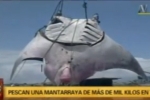 Huge Manta ray reportedly caught in Peru