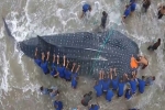 30 ft Whale shark dies after washing up in Ecuador