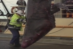 6.3 m Basking Shark accidentally caught off Victoria AU