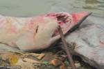 Al Jazeera: Ghana’s fishermen embroiled in shark’s fin supply chain