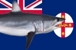 Shark detection technology trial off Sydney