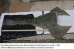 NOAA seeks tips on illegal killing of endangered smalltooth sawfish in Florida