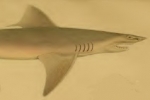 Rare speartooth sharks caught and tagged