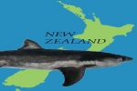 New Zealand: DOC tightens controls on shark cage diving