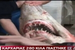 Video: Smalltooth sandtiger shark caught in Greece