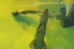 Japan: Goblin shark and Frilled shark displayed in Yokohama aquarium