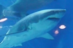 Video: Great white shark in Okinawa Churaumi Aquarium, Japan