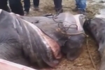 Tunisia: Basking shark landed at Djerba Ajim