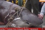 Turkey: Large Sixgill Shark caught in Sea of Marmara