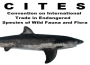 CITES Proposal submitted to protect all sharks in the family Carcharhinidae