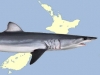 New Zealand: Feedback sought on action plan to protect sharks