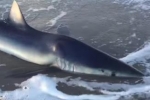 Video: Blue shark stranded on a beach near Rome, Italy