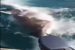 Video: Great white shark caught in Al Hoceima, Morocco