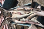734 pounds of shark seized by US Coast Guard