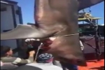 Great White Shark caught in Tunisia – May 2018