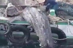 Thailand: DMCR investigates Whale shark capture