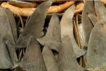 HKU-led Study Shows that Shark Fin Trade is Unsustainable