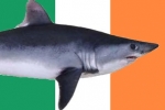 Better protection for sharks needed as Spanish boat detained on suspicion of illegally shark finning in Irish waters