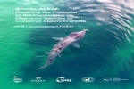 The Potential of the Convention on Migratory Species to Conserve Elasmobranchs