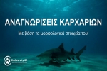 MOOC: ID sharks with their morphological characteristics (in Greek)