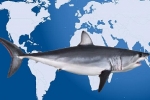 Industrialised fishing overlaps threatened shark hotspots worldwide