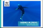 WWF Report: Sharks in the Mediterranean Sea 2019