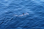Hammerhead shark spotted in Irish waters
