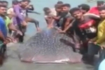News1st Tamil: Whale shark caught in Sri Lanka – June 2019