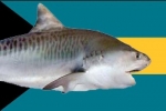 Bahamas: Sharks and CITES Symposium