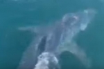 Video: Large Lamnid Shark spotted off Russia