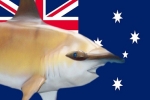 AUS: Fishing for endangered scalloped hammerhead sharks must stop until broken promises are fixed