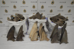 Hong Kong Customs seizes suspected scheduled dried shark fin