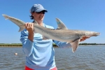 Bonnethead sharks subject of newly funded research