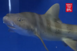 Nippon TV News: Mysterious shark ‘virgin’ birth