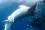 Great white shark dies after lunging at divers in cage and getting trapped