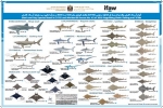 Poster: Shark and Ray Species listed in CITES