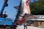 MBC NEWS: 5m Great white shark caught in southern Korea