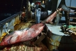 Nov 2020: Great White Shark Caught in Kuril Islands