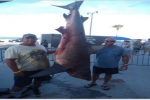New Bull Shark Record Certified in Mississippi