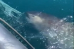 Video: Megamouth Shark Released Off Taiwan