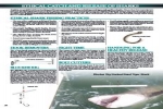 Info Sheet: Ethical Catch and Release of Sharks
