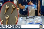 Fossilized shark teeth seized by customs in Philippines